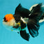 Tricolor Oranda Female 5.5 inches #111524OR_12