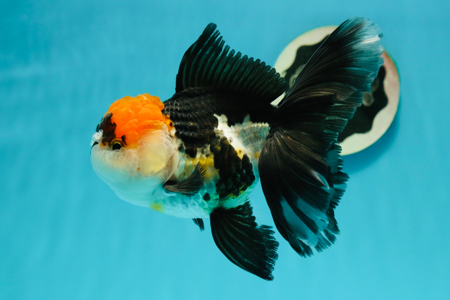 Tricolor Oranda Female 5.5 inches #111524OR_12