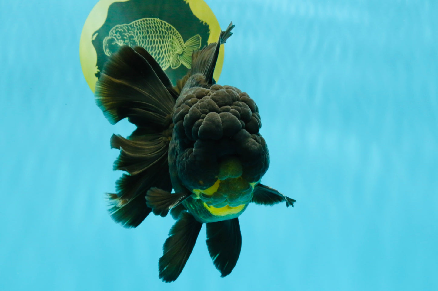 BULLDOG A Grade Godzilla Black Oranda 6.5 inches #022726OR_13