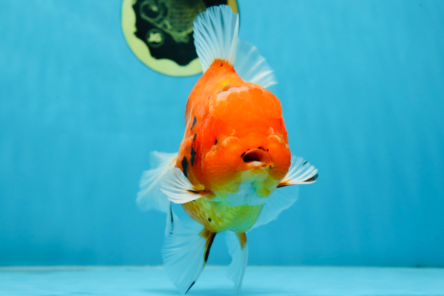 AAA Grade JUMBO Tiger Oranda Female 6-6.5 inches #062025OR_24