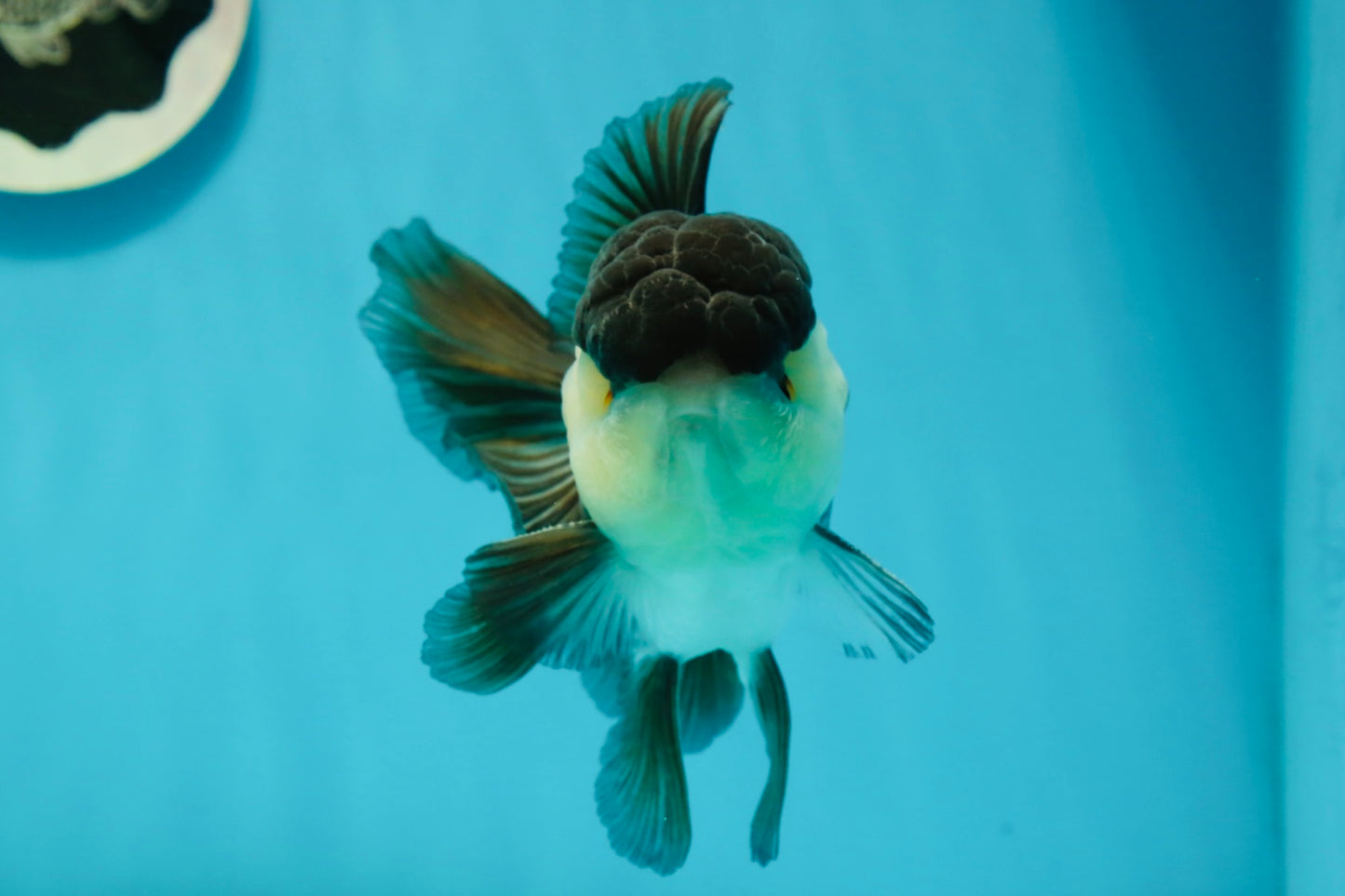 A Grade Panda Oranda Male 4.5-5 inches #1004OR_37