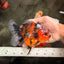 A Grade Tiger Oranda Female 5.5 inches #062626OR_38