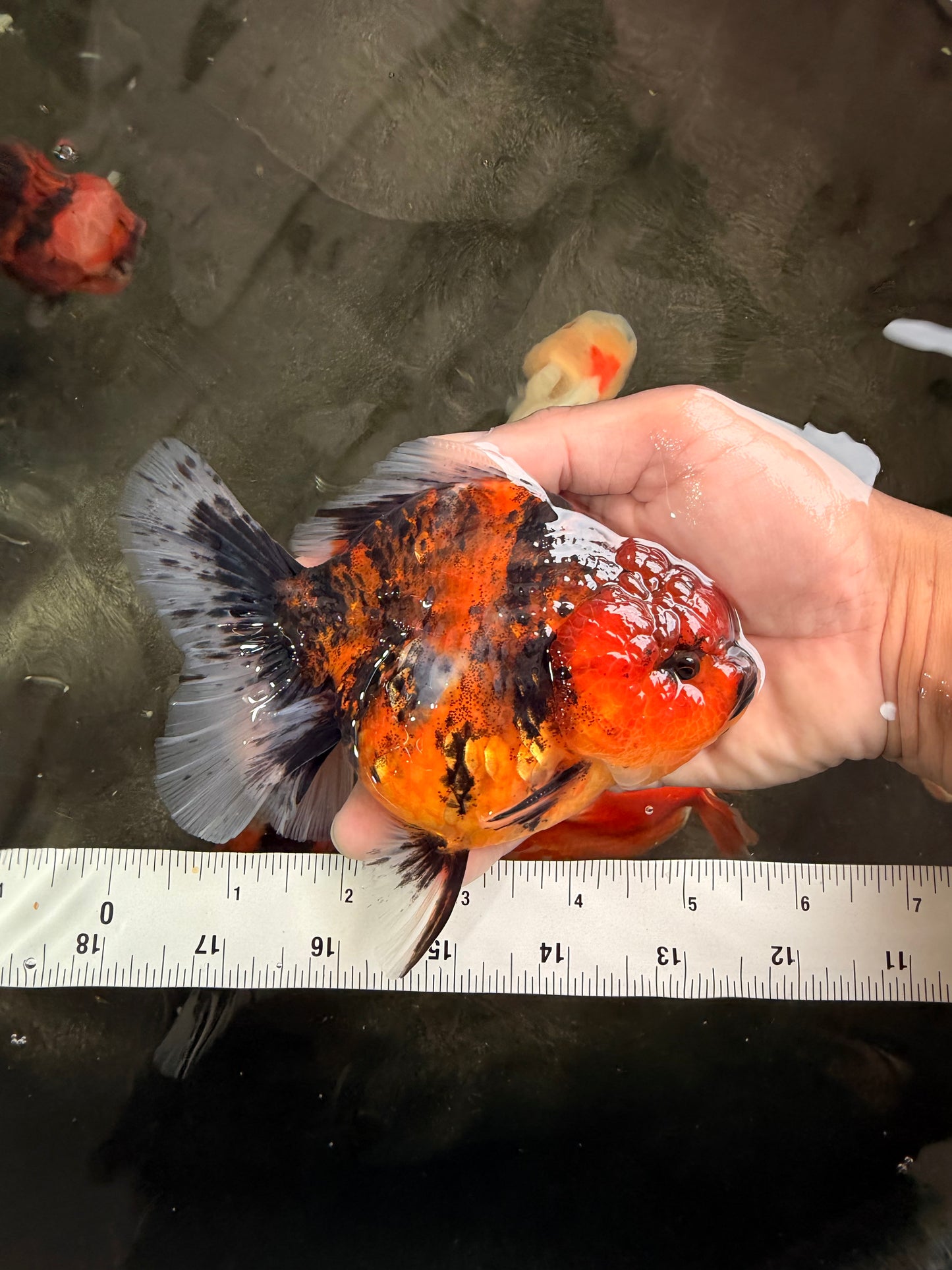 A Grade Tiger Oranda Female 5.5 inches #062626OR_38