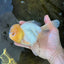 A Grade CLOUDY White Oranda Female 6 inches #062025OR_23