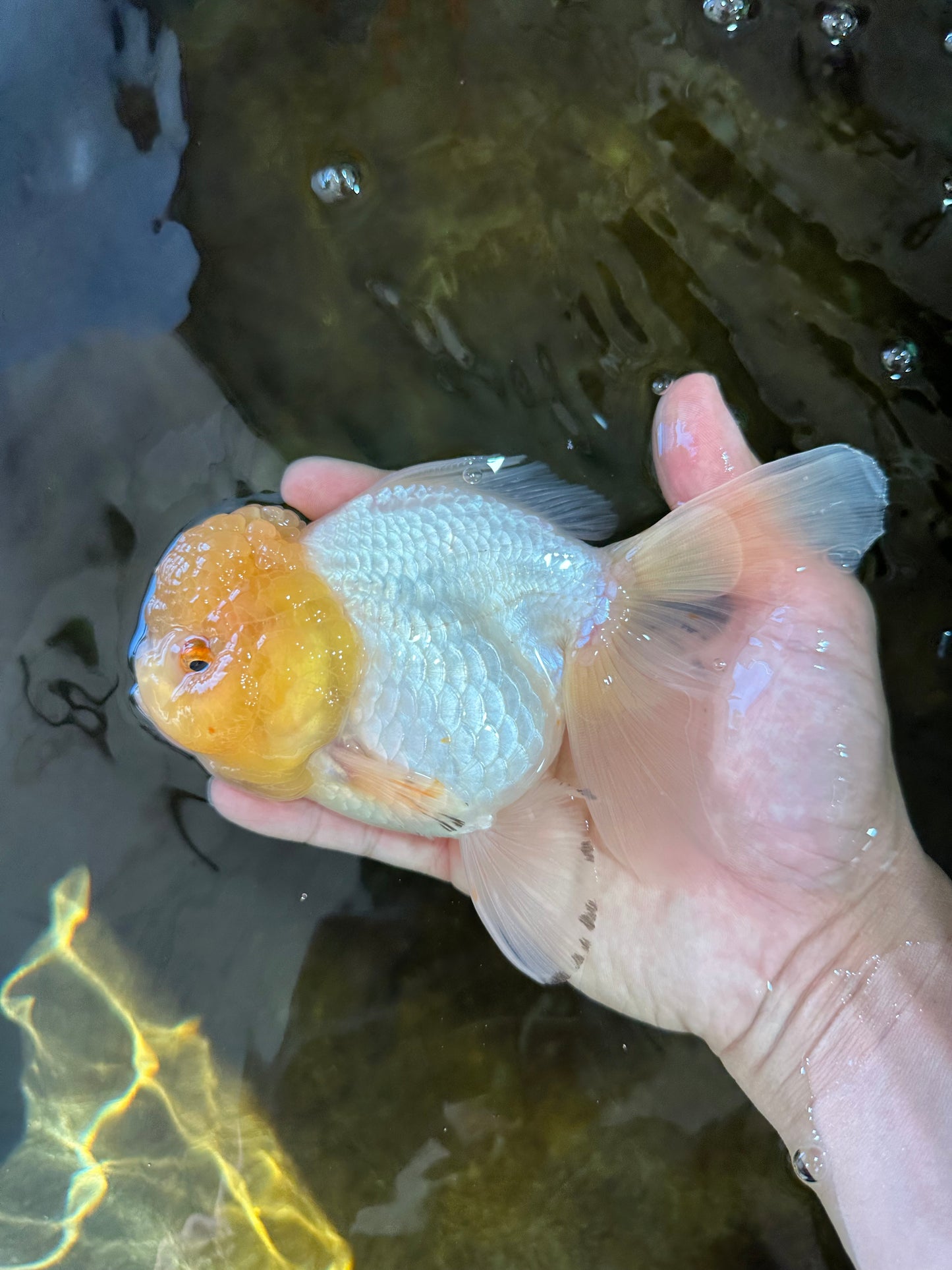 A Grade CLOUDY White Oranda Female 6 inches #062025OR_23