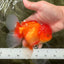 UNIQUE A Grade Red White Oranda Male 5.5 inches #070626OR_10