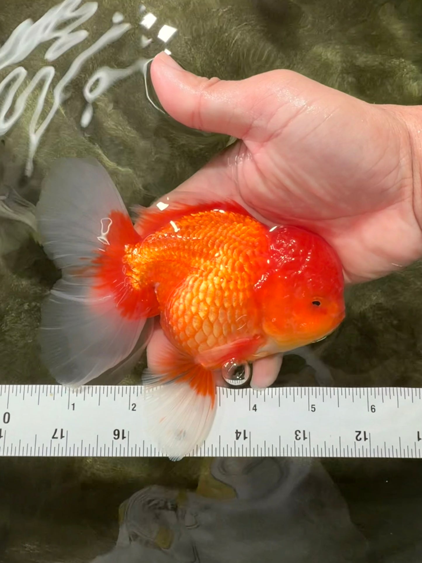 UNIQUE A Grade Red White Oranda Male 5.5 inches #070626OR_10