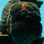 GODZILLA AAA Grade Black Lava Oranda Male 6.5-7 inches #092526OR_02