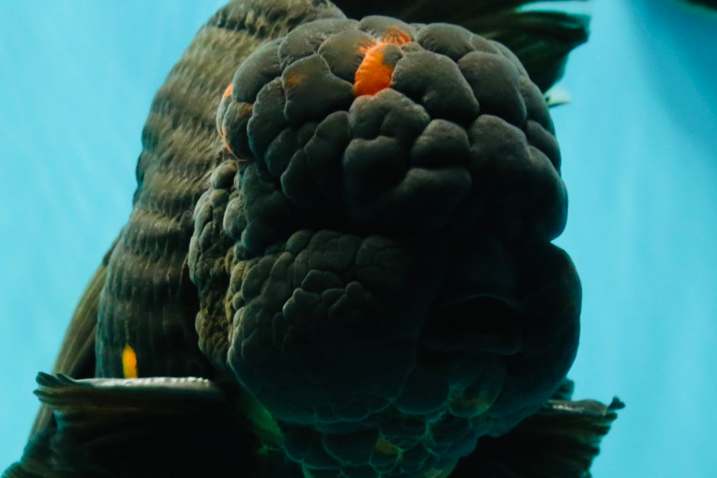 GODZILLA AAA Grade Black Lava Oranda Male 6.5-7 inches #092526OR_02
