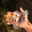 AAA Grade Marble Oranda Male 6-6.5 inches #071026OR_37