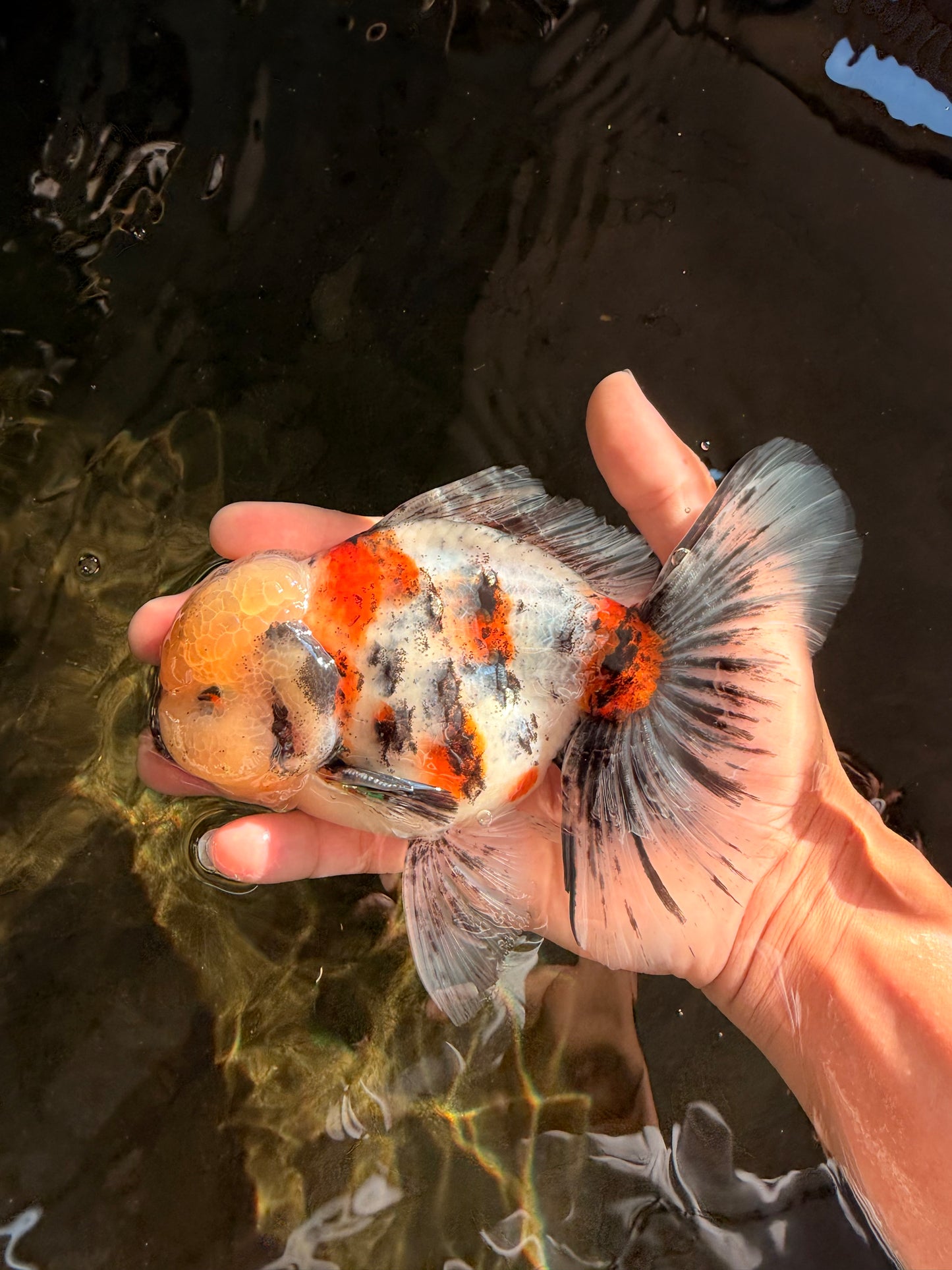 AAA Grade Marble Oranda Male 6-6.5 inches #071026OR_37
