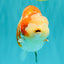 SPECIAL A Grade Kohaku Diamond Scale Sakura Ranchu Female 5.5-6 inches #100926RC_33