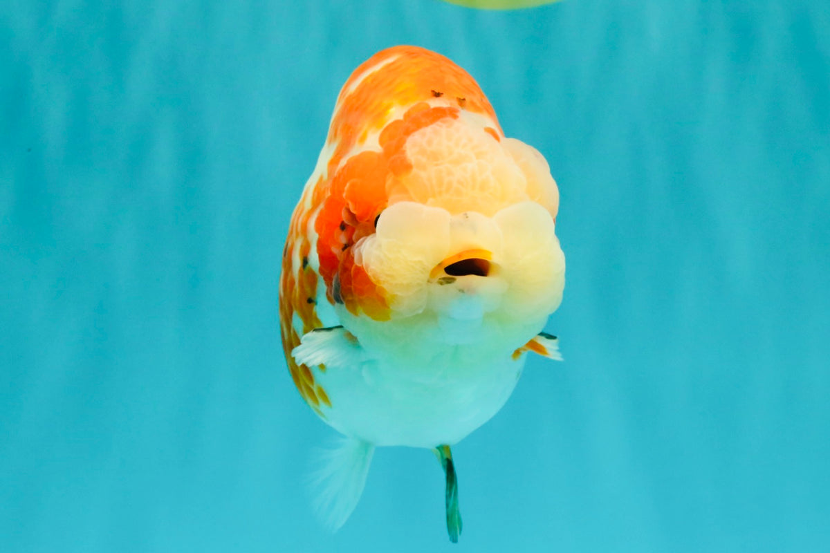 SPECIAL A Grade Kohaku Diamond Scale Sakura Ranchu Female 5.5-6 inches #100926RC_33
