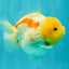 CHUBBY AAA Grade Red White Yuanbao Female 5-5.5 inches #061926YB_32