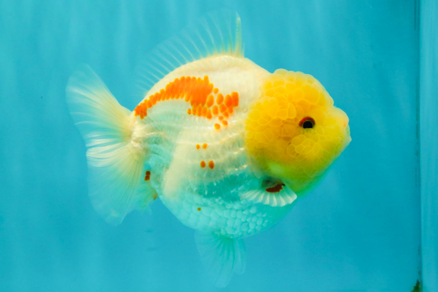 CHUBBY AAA Grade Red White Yuanbao Female 5-5.5 inches #061926YB_32