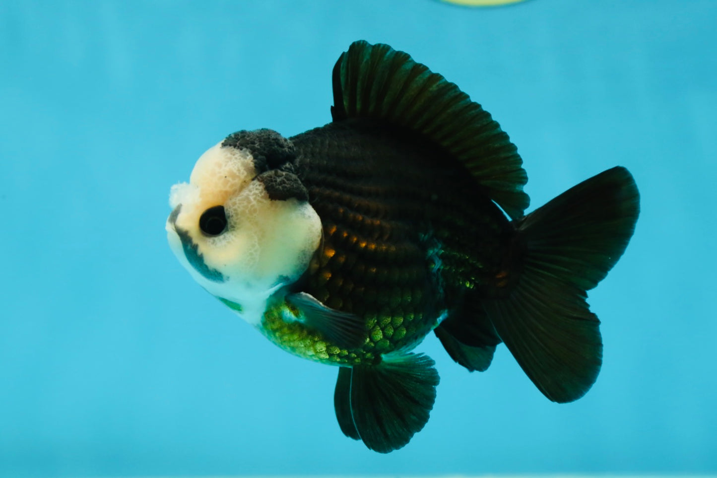 AAA Grade Pompom Panda Button Eyes Yuanbao Male 4 inches #050925YB_25