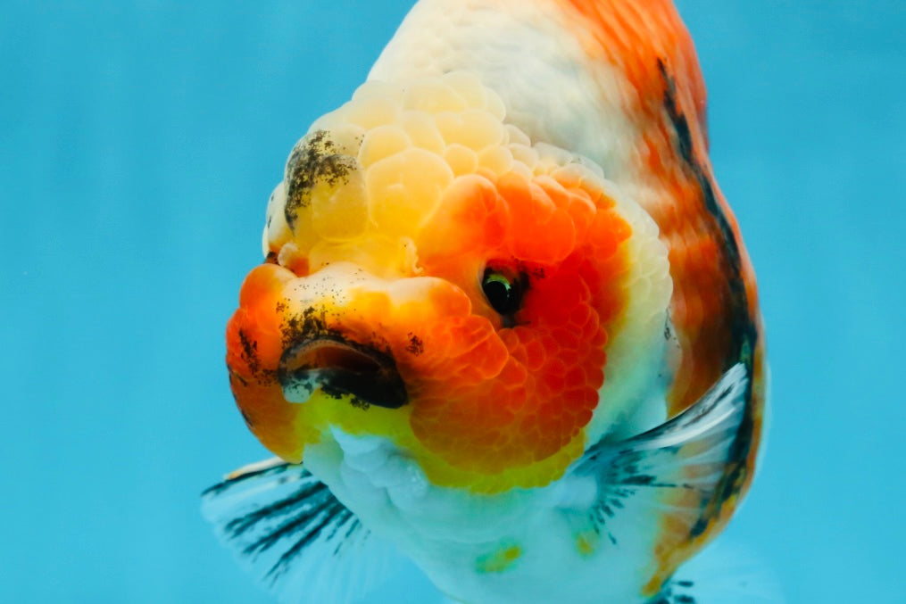 AAA Grade Big Body Godzilla Ink Calico Yuanbao Female 6 inches #051625YB_12