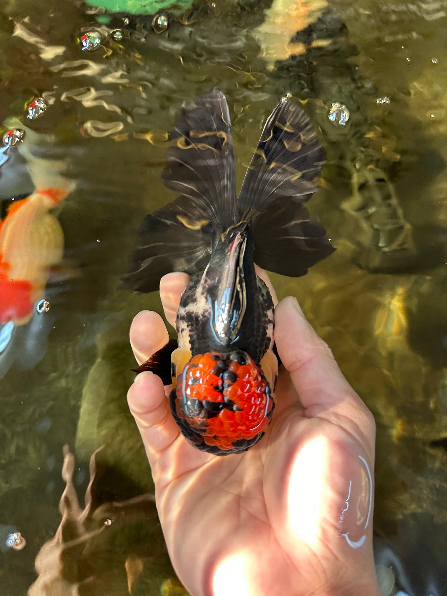 AAA Grade Monster Lava Head Tricolor Oranda Female 5.5 inches #110824OR_01