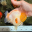 BEAUTY AAA Grade White Sakura Yuanbao Male 5 inches #092526YB_07