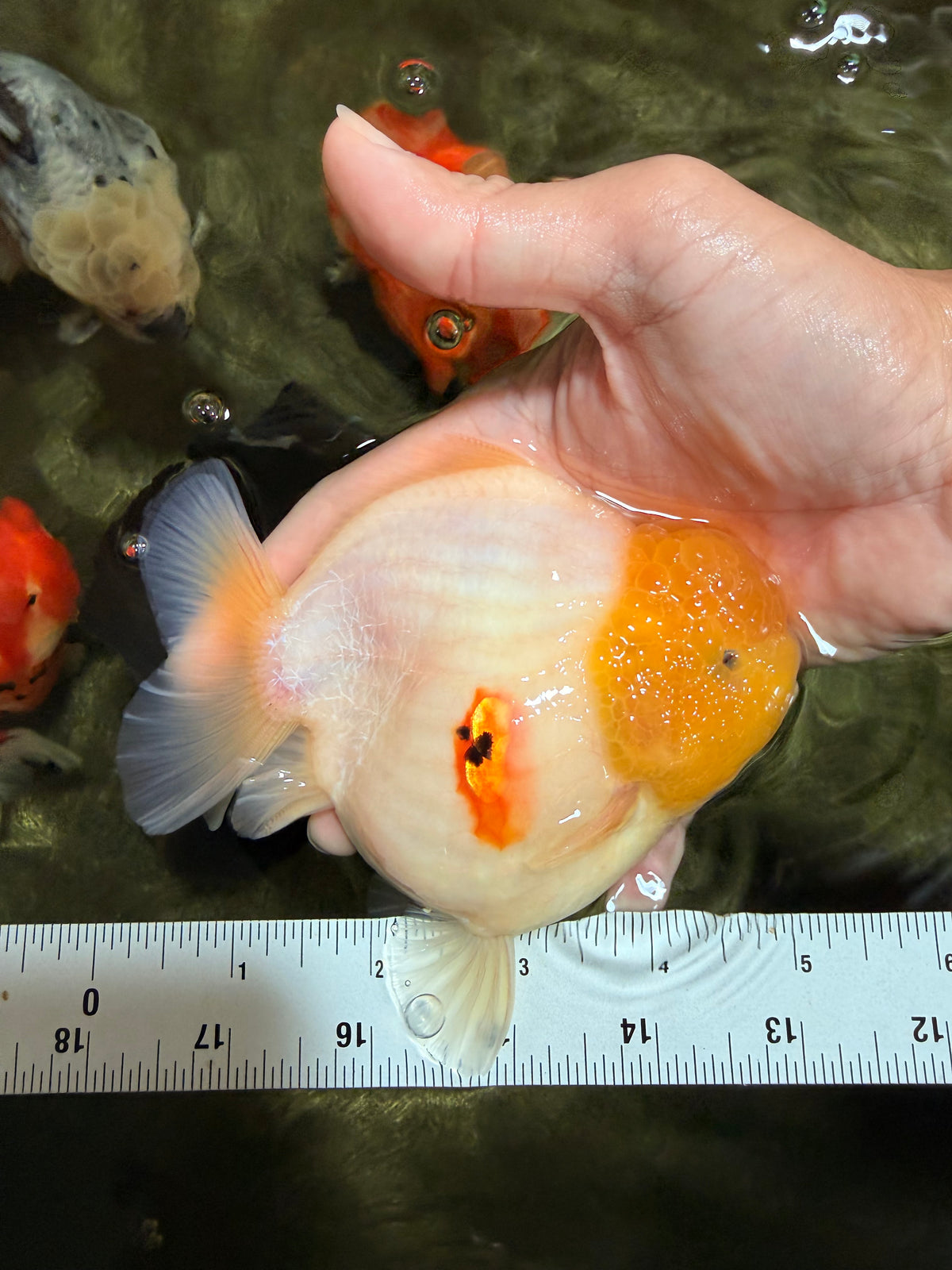 BEAUTY AAA Grade White Sakura Yuanbao Male 5 inches #092526YB_07