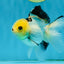 Adorable Lemonhead Button Eyes Oranda Male 4.5 inches #011725OR_01