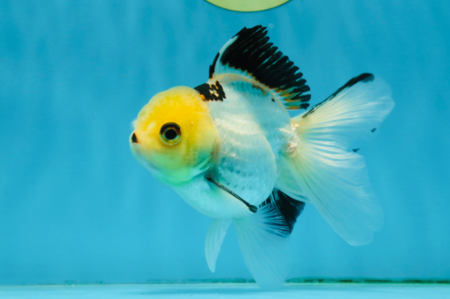 Adorable Lemonhead Button Eyes Oranda Male 4.5 inches #011725OR_01