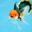 A Grade CHAPLIN Tricolor Oranda Male 5-5.5 inches #082925OR_07
