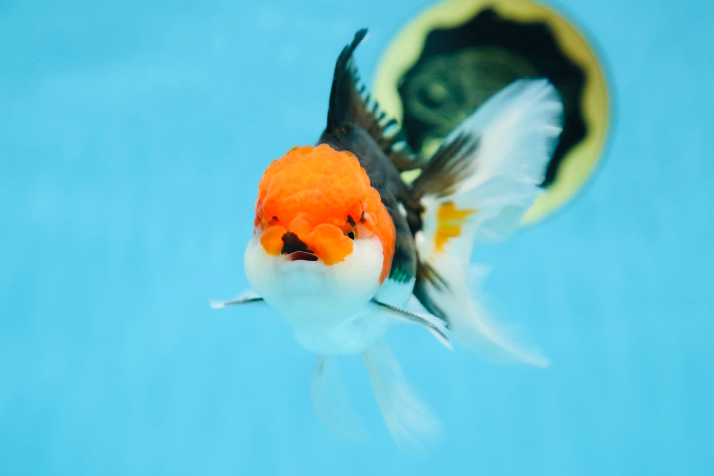 A Grade CHAPLIN Tricolor Oranda Male 5-5.5 inches #082925OR_07