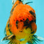 SPECIAL AAA Grade Tiger Oranda Male 6 inches #073126OR_23