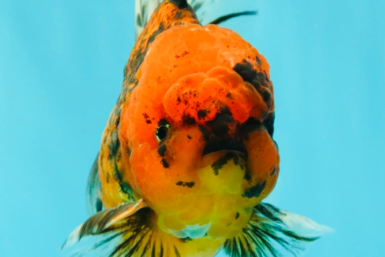 SPECIAL AAA Grade Tiger Oranda Male 6 inches #073126OR_23