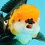 A Grade Tricolor Black Nose Oranda Male 5 inches #111524OR_22