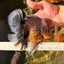 AAA Grade Godzilla Tiger Oranda Male 6.5 inches #022726OR_11