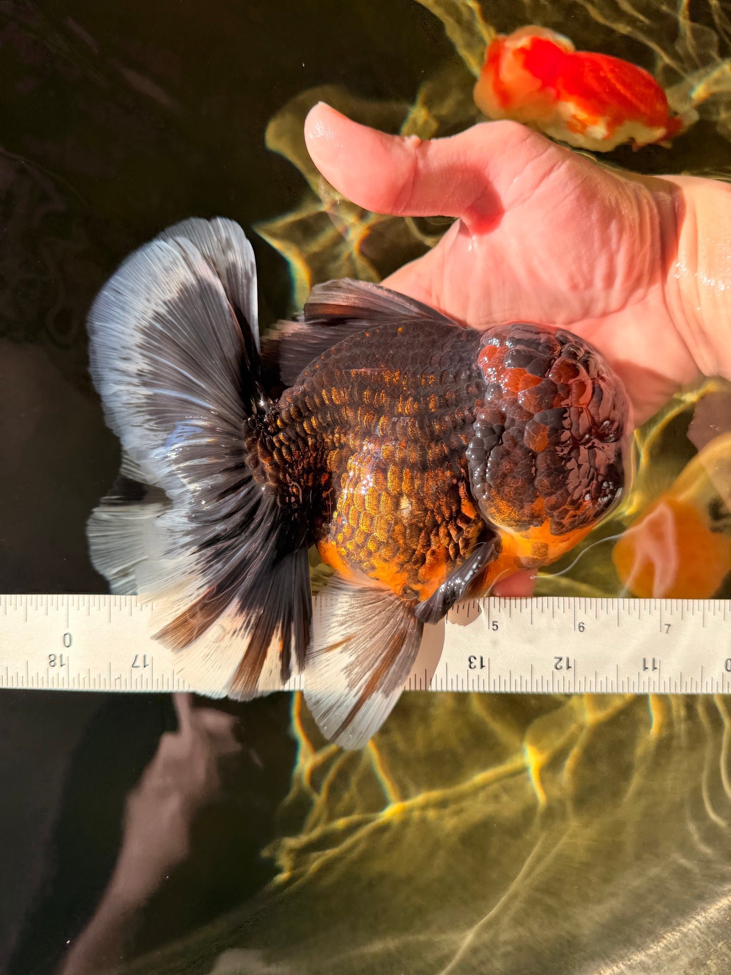 AAA Grade Godzilla Tiger Oranda Male 6.5 inches #022726OR_11