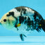 UNIQUE Ink Ranchu Female 5 inches #101725RC_15