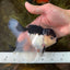 A Grade Panda Oranda Male 5-5.5 inches #080125OR_27