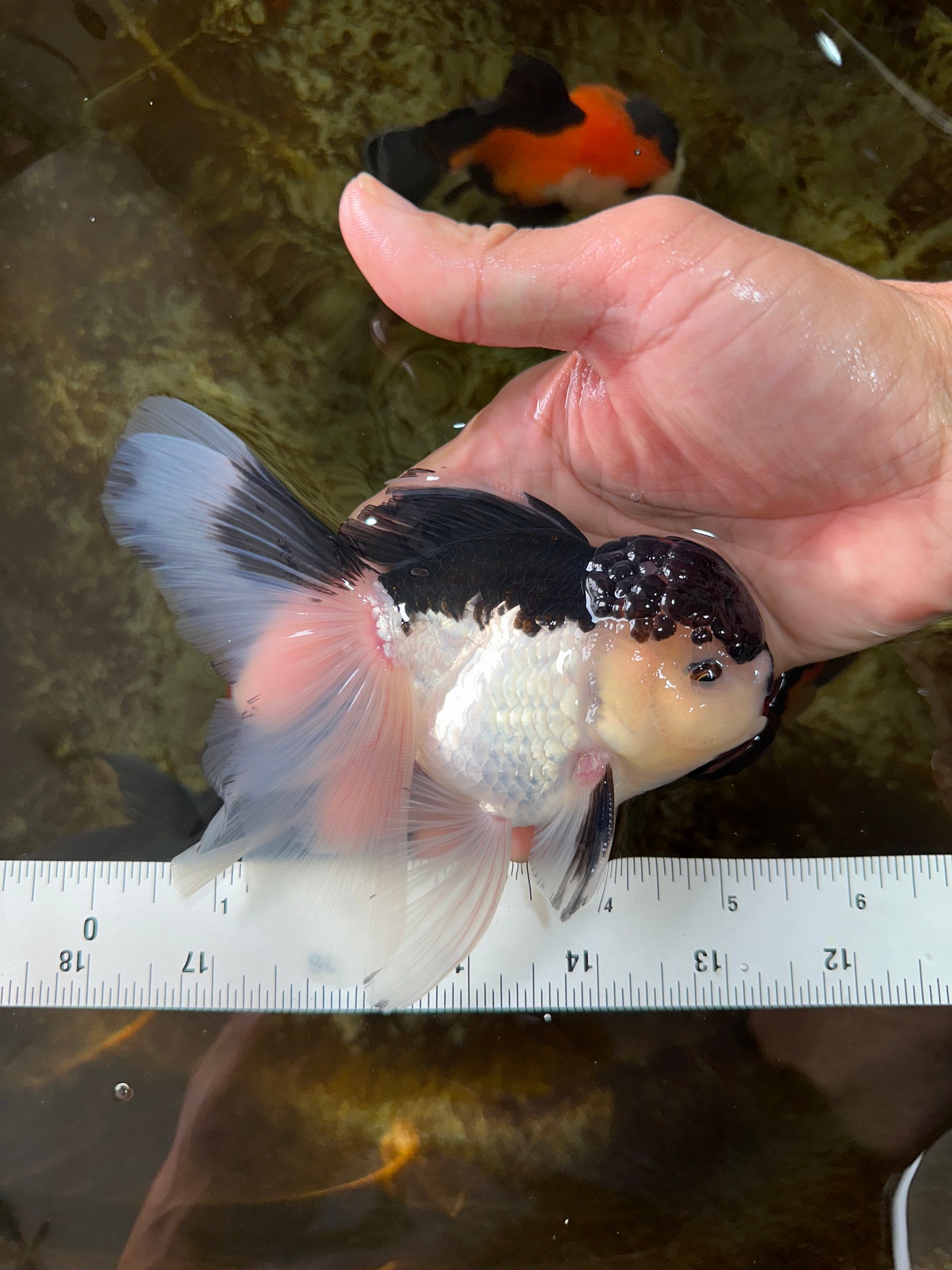 A Grade Panda Oranda Male 5-5.5 inches #080125OR_27