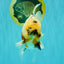 Sakura Oranda Male 6.5 inches #073126OR_22