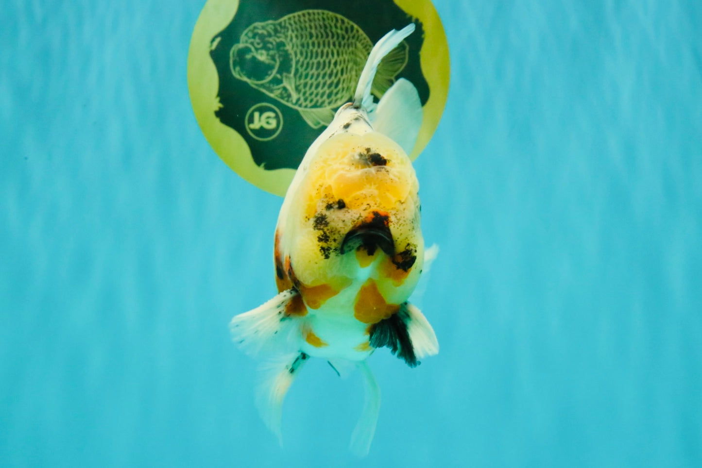Sakura Oranda Male 6.5 inches #073126OR_22