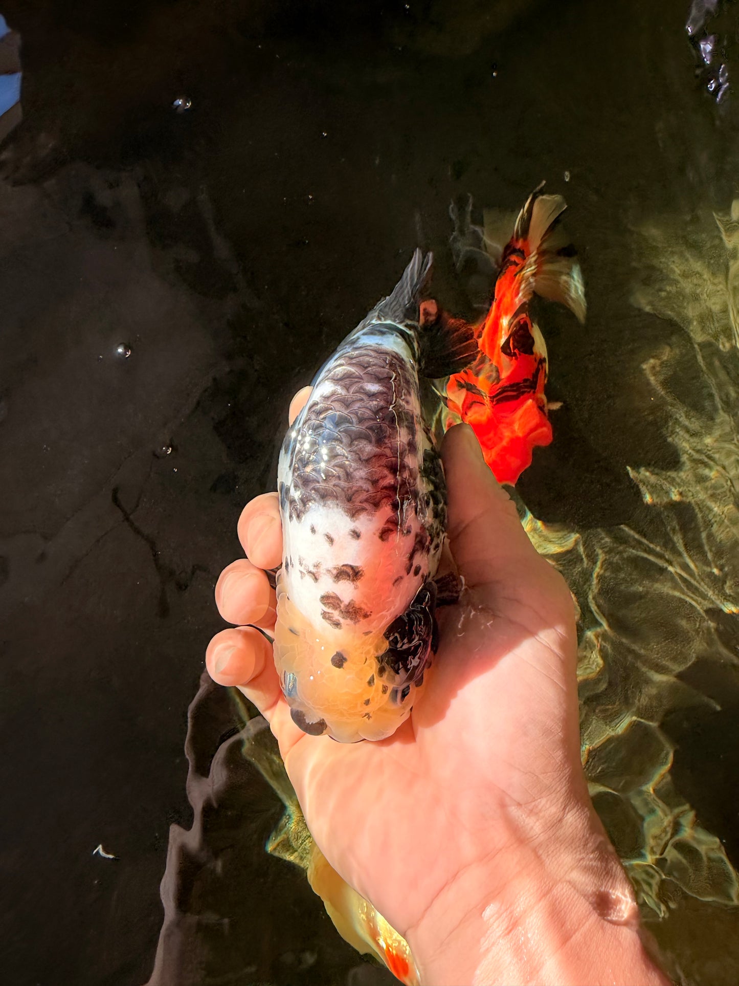 A Grade Cow Chinese Ranchu Female 5-5.5 inches #022726RC_20