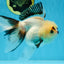 Tricolor Oranda Female 5.5 inches #100325OR_15