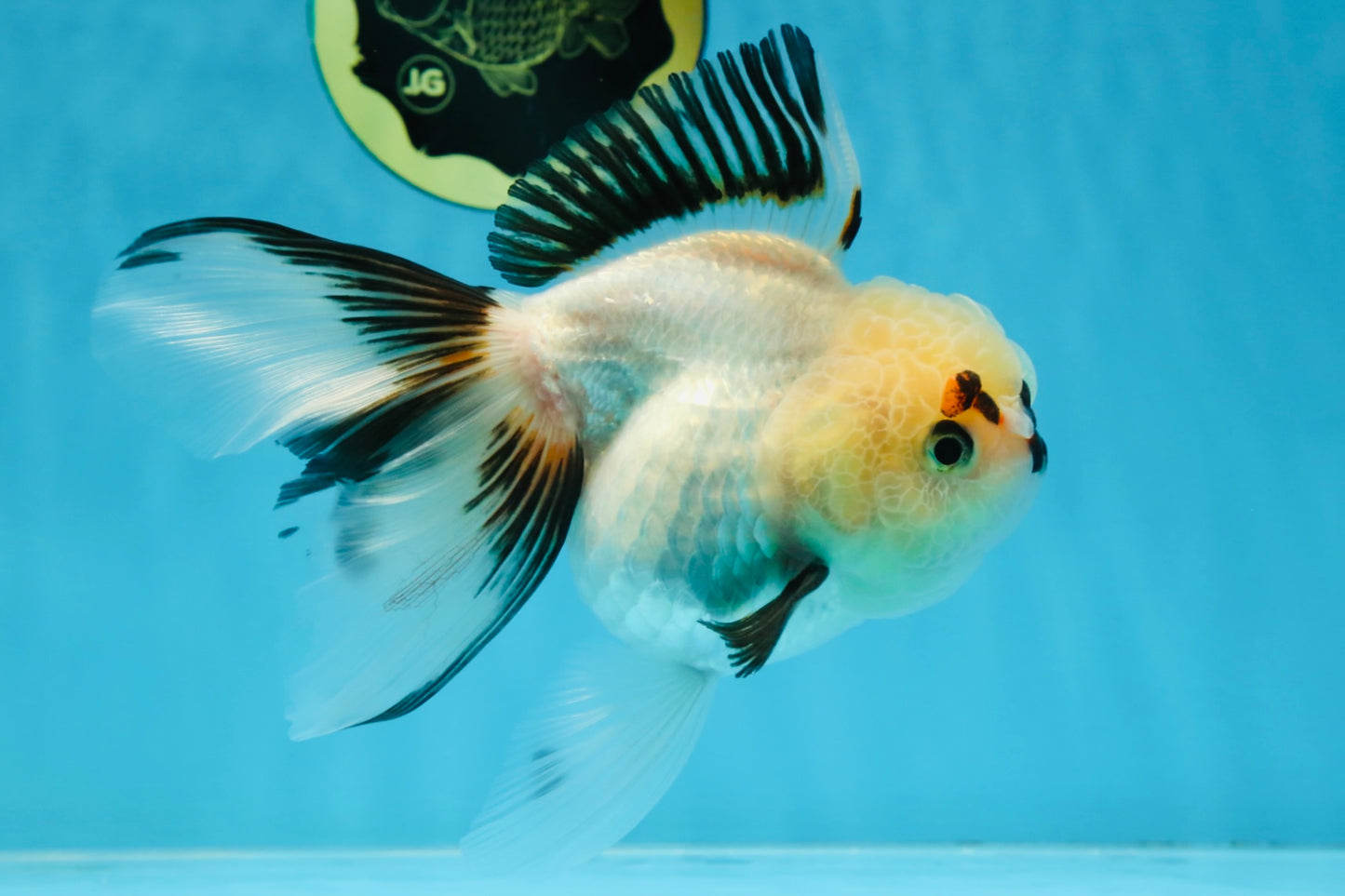 Tricolor Oranda Female 5.5 inches #100325OR_15