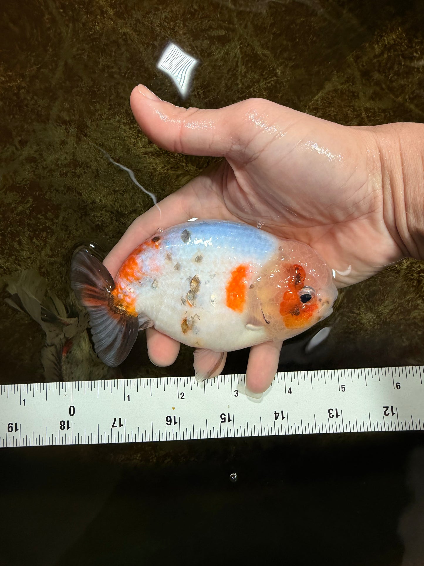 A Grade Calico LionKing 4.5-5 inches #121925LC_09