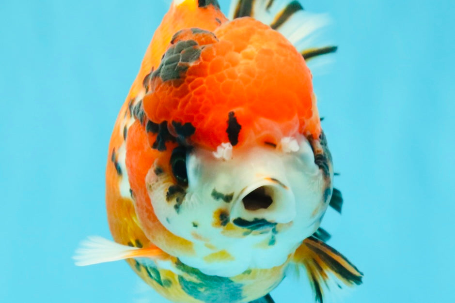 Tricolor Tiger Yuanbao Female 5.5 inches #030626YB_13