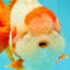 BULLDOG AAA Grade Red White Yuanbao Male 6 inches #070326YB_02