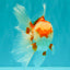 A Grade Red White Oranda Female 5.5 inches #061926OR_13
