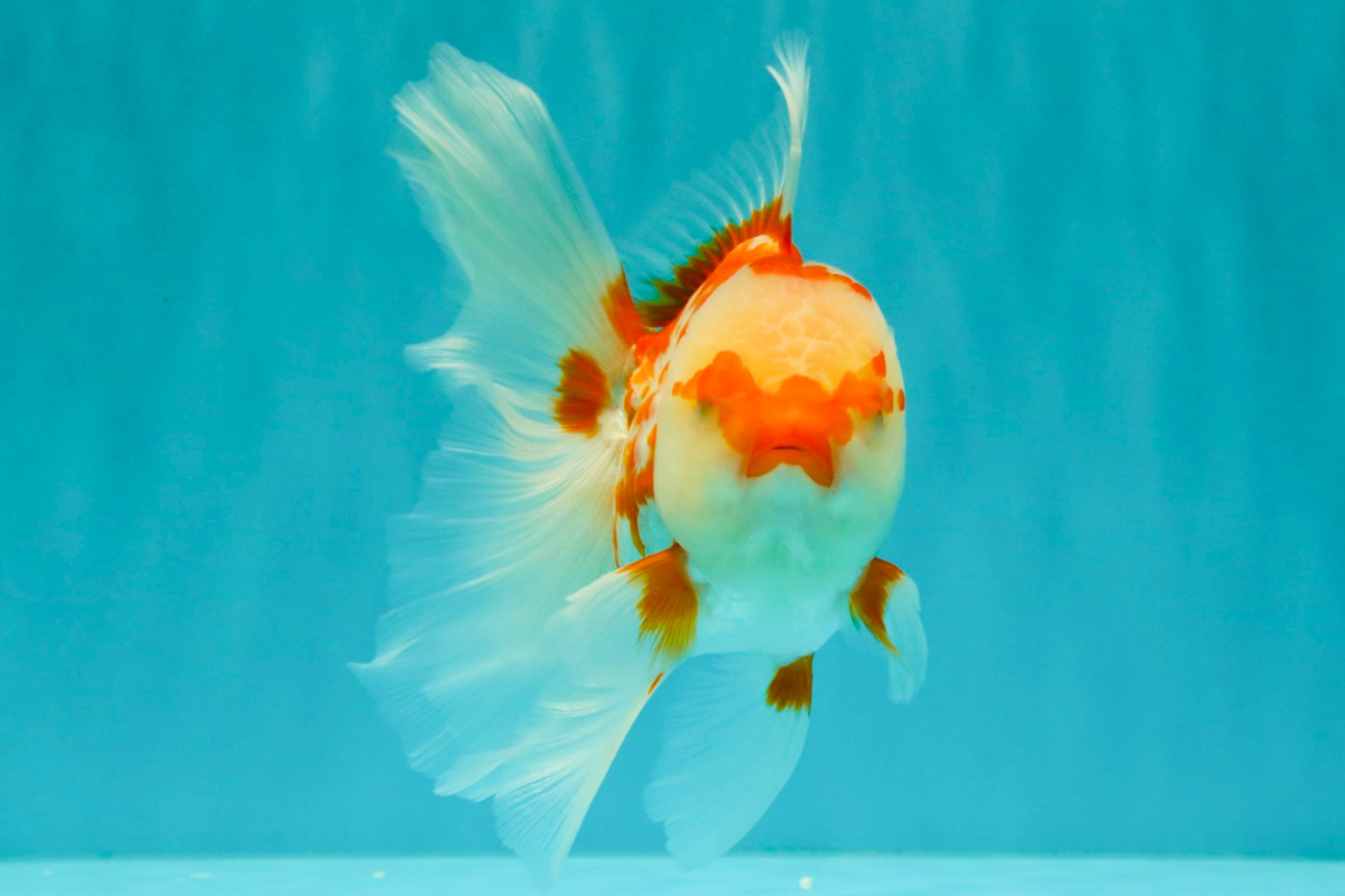 A Grade Red White Oranda Female 5.5 inches #061926OR_13