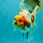 AAA Grade Sanke Marble Oranda Male 6.5 inches #062626OR_03