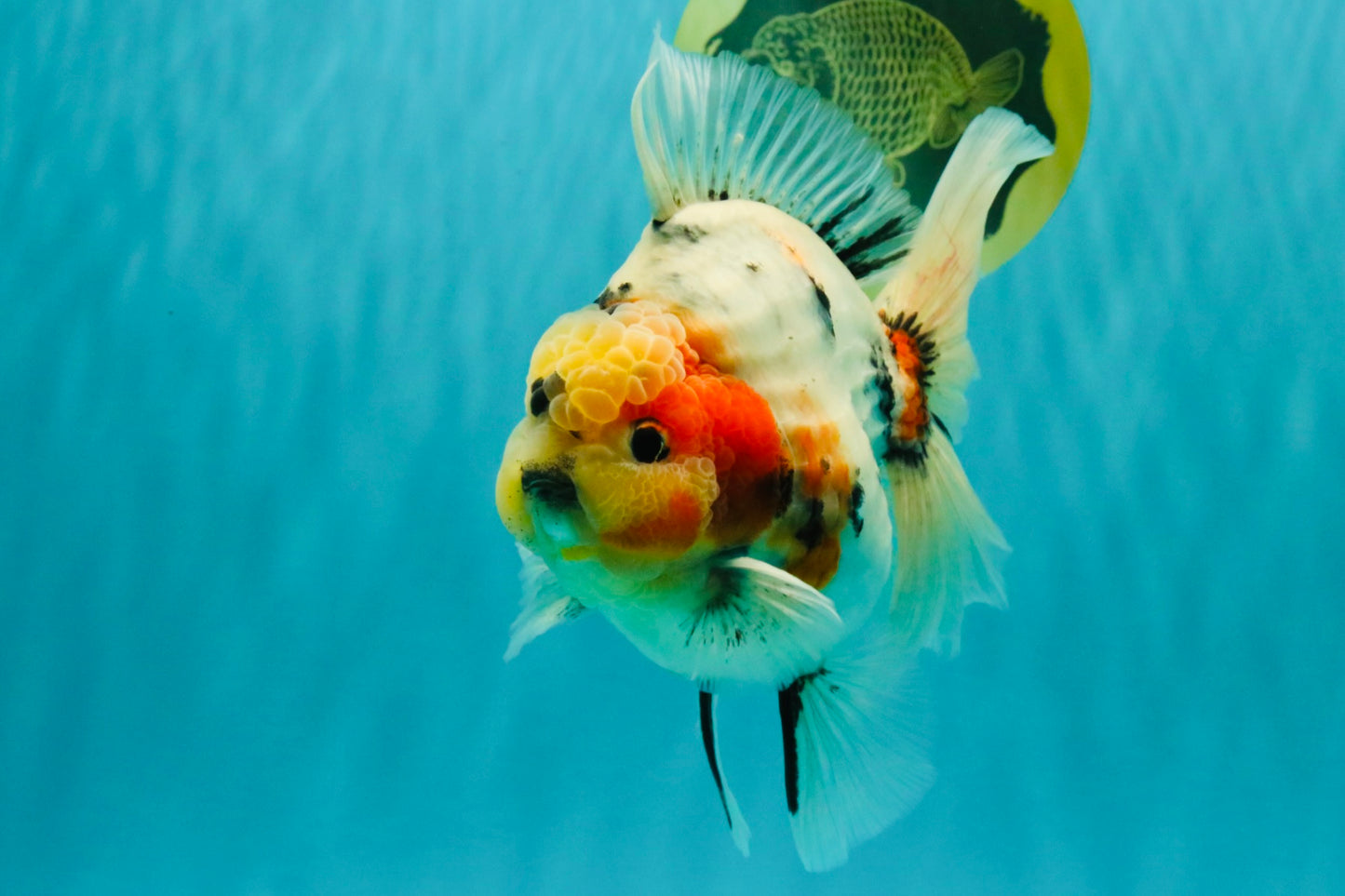 AAA Grade Sanke Marble Oranda Male 6.5 inches #062626OR_03