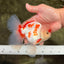AAA Grade Red White Oranda Male 5.5-6 inches #072426OR_10