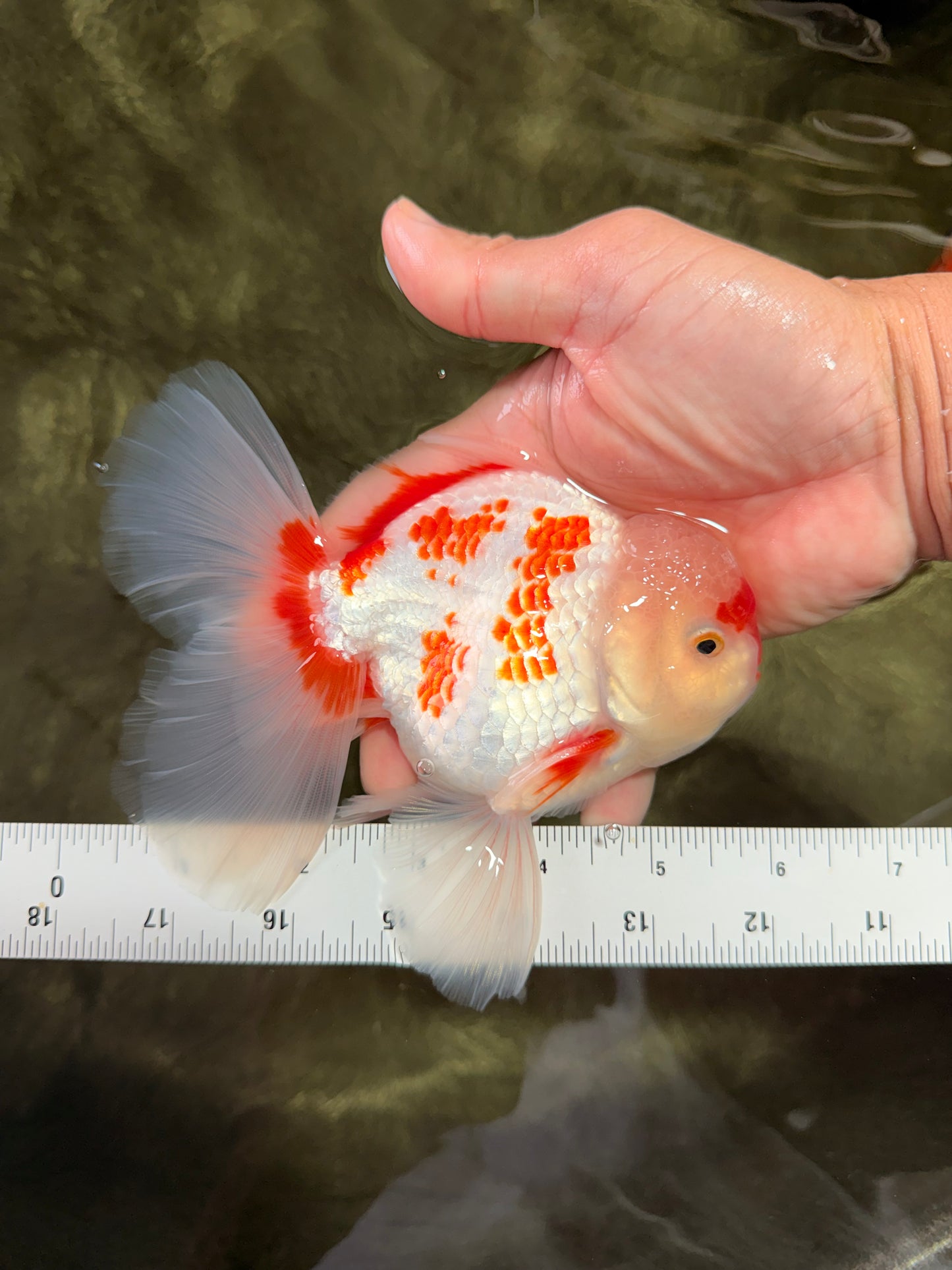 AAA Grade Red White Oranda Male 5.5-6 inches #072426OR_10